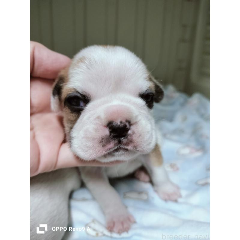 販売中の沖縄県のフレンチブルドッグ-423787の5枚目