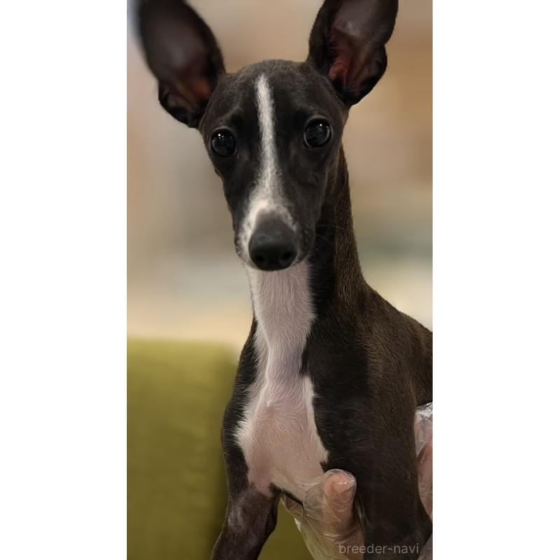 販売中の岡山県のイタリアングレーハウンド(イタグレ)-423789の1枚目