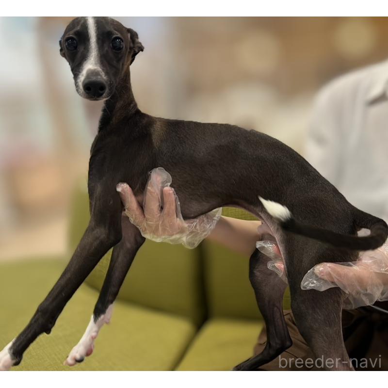 販売中の岡山県のイタリアングレーハウンド(イタグレ)-423789の3枚目