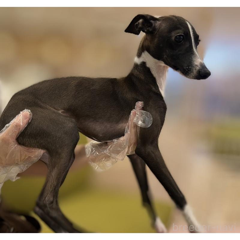 販売中の岡山県のイタリアングレーハウンド(イタグレ)-423789の2枚目