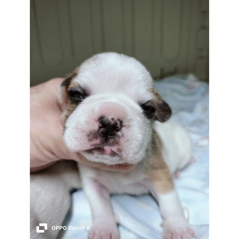 販売中の沖縄県のフレンチブルドッグ-423787の4枚目