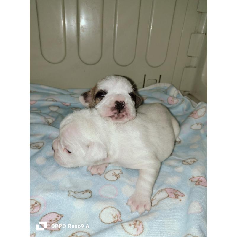 販売中の沖縄県のフレンチブルドッグ-423787の3枚目