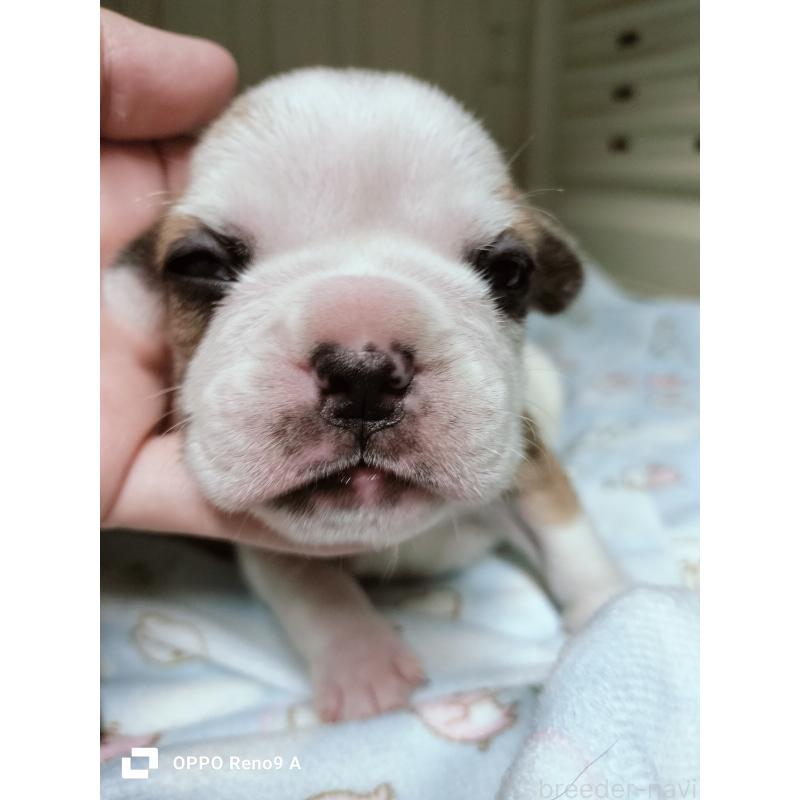 販売中の沖縄県のフレンチブルドッグ-423787の2枚目