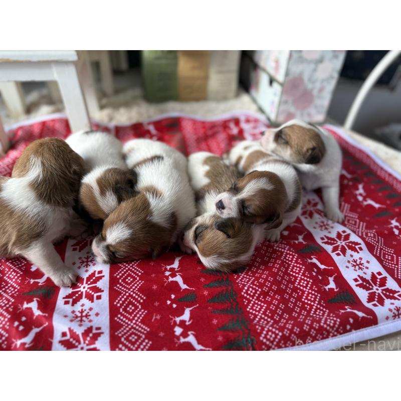 販売中の宮崎県のジャックラッセルテリア-423788の14枚目