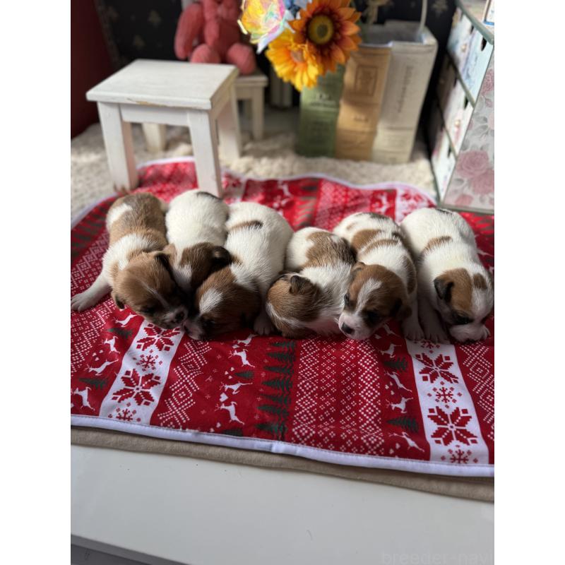 販売中の宮崎県のジャックラッセルテリア-423788の13枚目