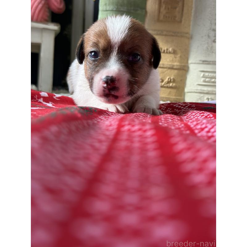 販売中の宮崎県のジャックラッセルテリア-423788の11枚目