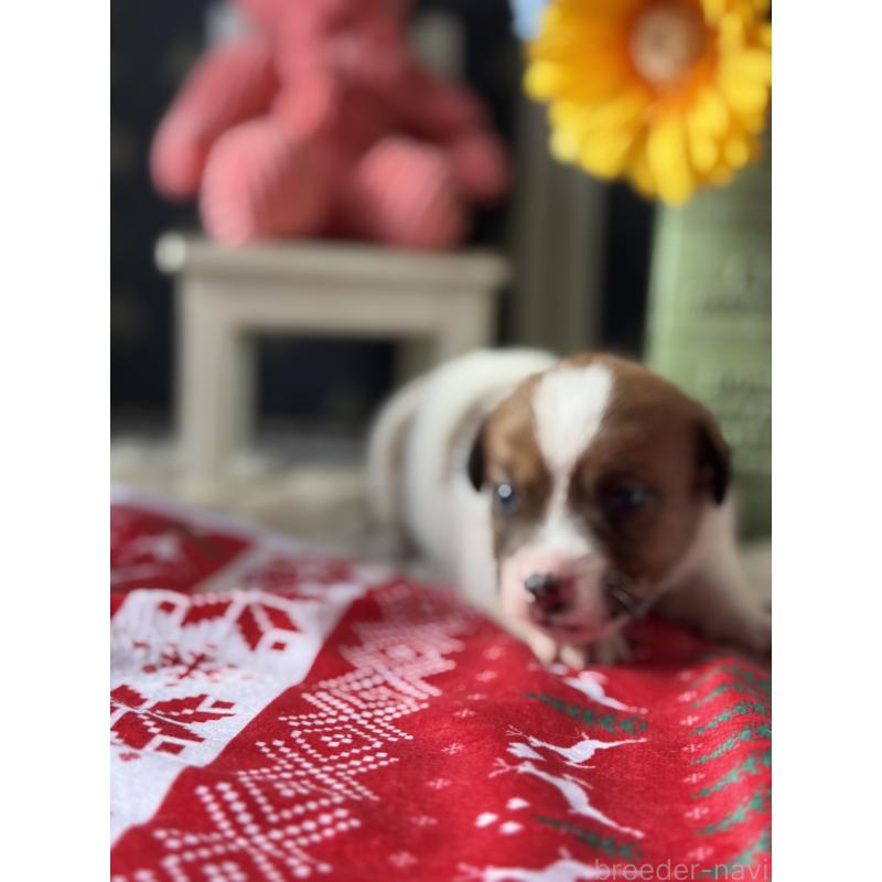 販売中の宮崎県のジャックラッセルテリア-423788の10枚目