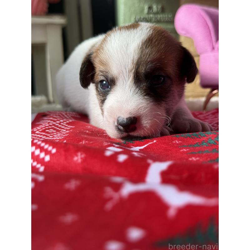 販売中の宮崎県のジャックラッセルテリア-423788の9枚目