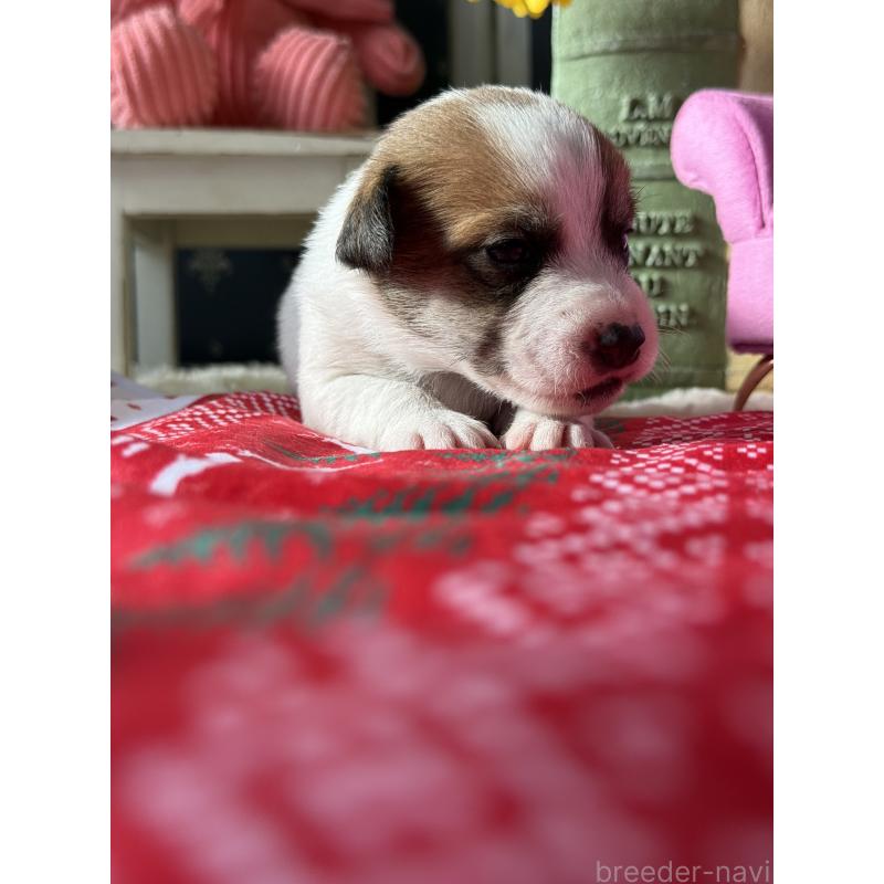 販売中の宮崎県のジャックラッセルテリア-423788の8枚目