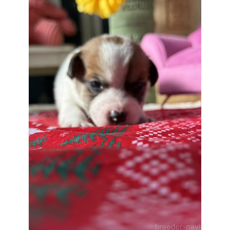 販売中の宮崎県のジャックラッセルテリア-423788の7枚目