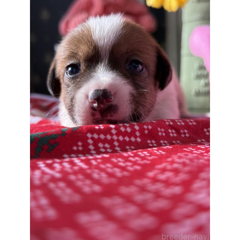 販売中の宮崎県のジャックラッセルテリア-423788の6枚目