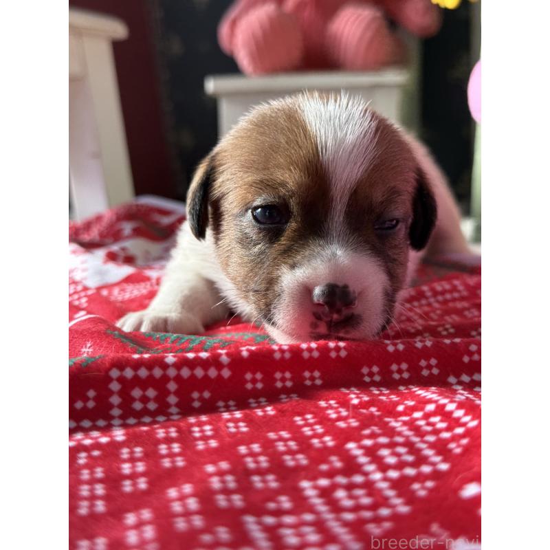 販売中の宮崎県のジャックラッセルテリア-423788の5枚目