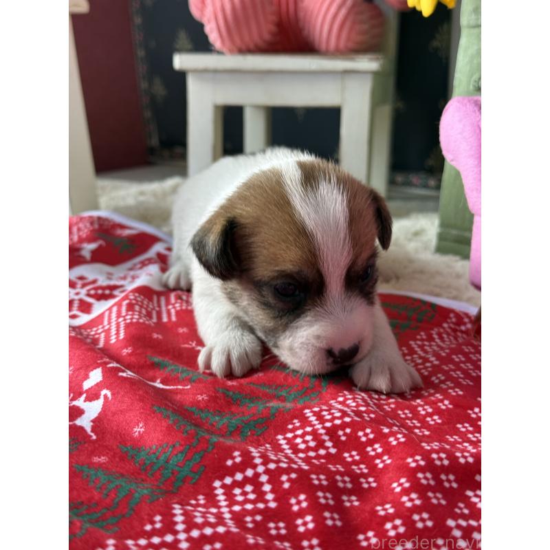 販売中の宮崎県のジャックラッセルテリア-423788の4枚目