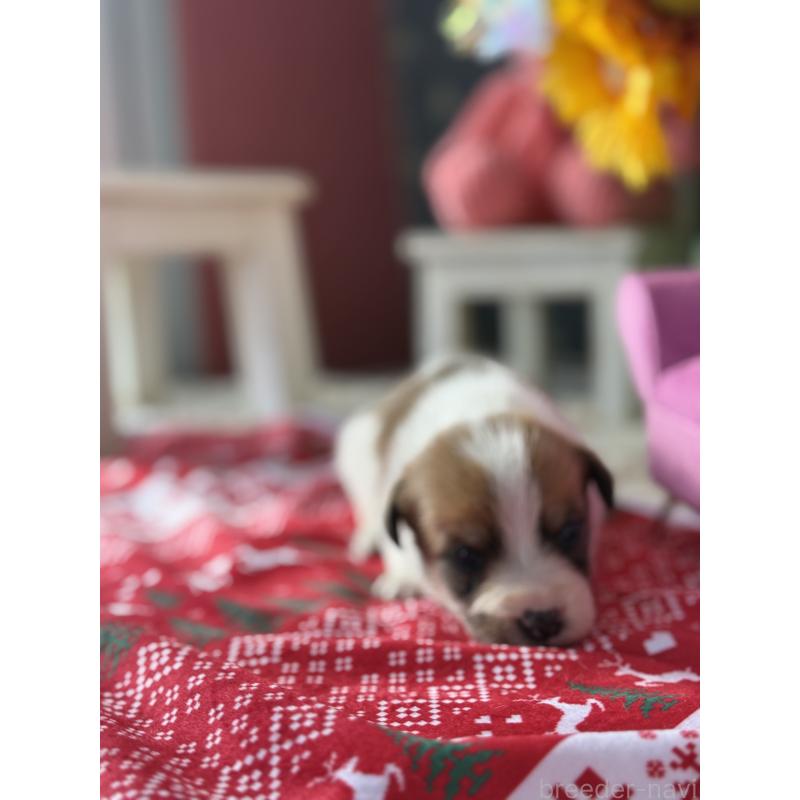 販売中の宮崎県のジャックラッセルテリア-423788の3枚目