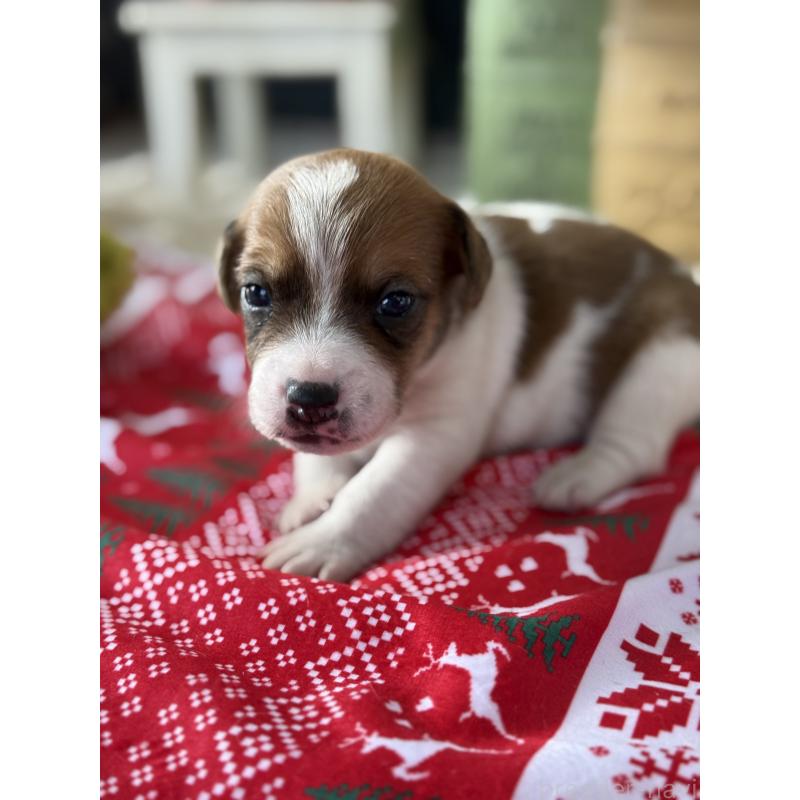 販売中の宮崎県のジャックラッセルテリア-423788の2枚目