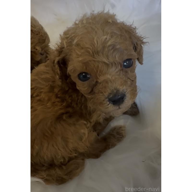 販売中の沖縄県のティーカッププードル-423790の7枚目