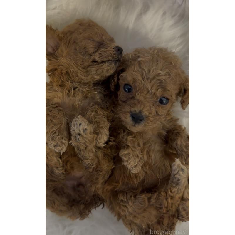 販売中の沖縄県のティーカッププードル-423790の5枚目