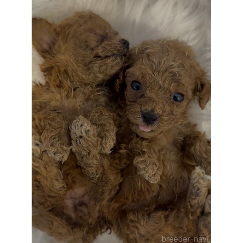 販売中の沖縄県のティーカッププードル-423790の4枚目