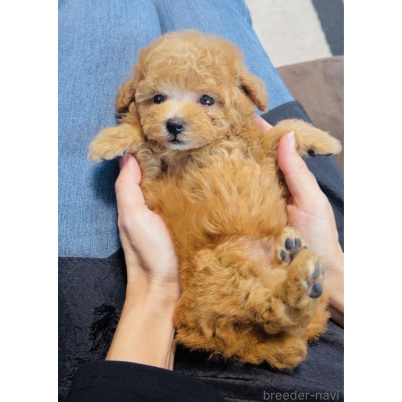 販売中の福岡県のタイニープードル-423791の11枚目