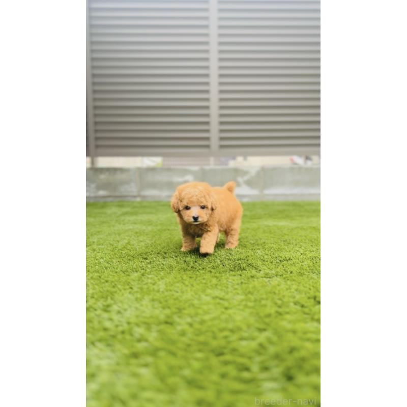 販売中の福岡県のタイニープードル-423791の10枚目