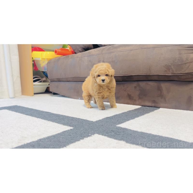 販売中の福岡県のタイニープードル-423791の9枚目