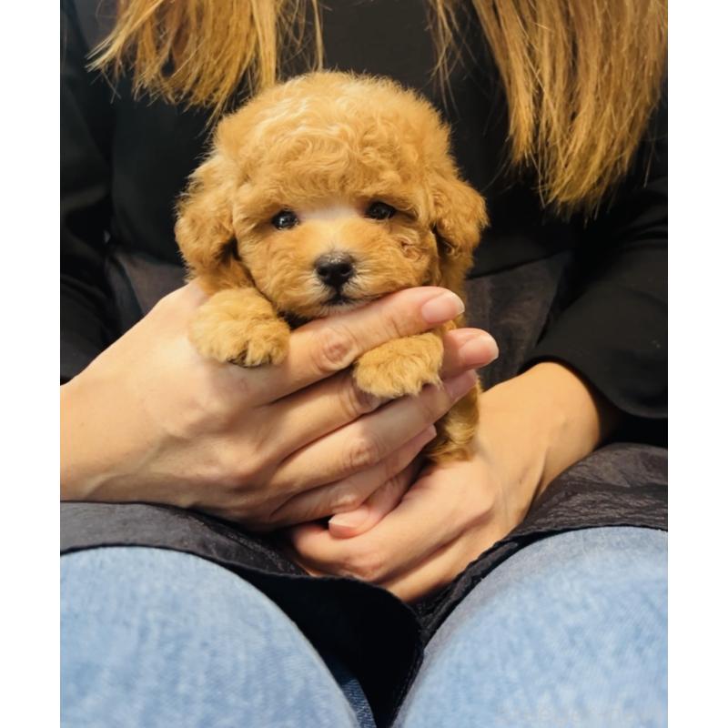 販売中の福岡県のタイニープードル-423791の8枚目