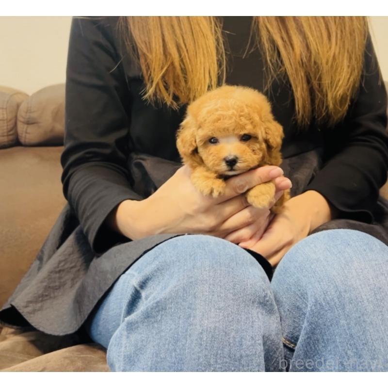 販売中の福岡県のタイニープードル-423791の7枚目