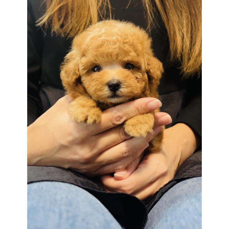 販売中の福岡県のタイニープードル-423791の6枚目