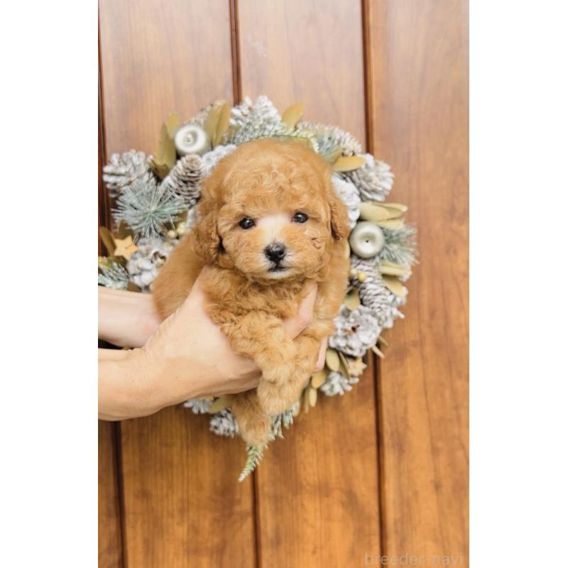 販売中の福岡県のタイニープードル-423791の5枚目