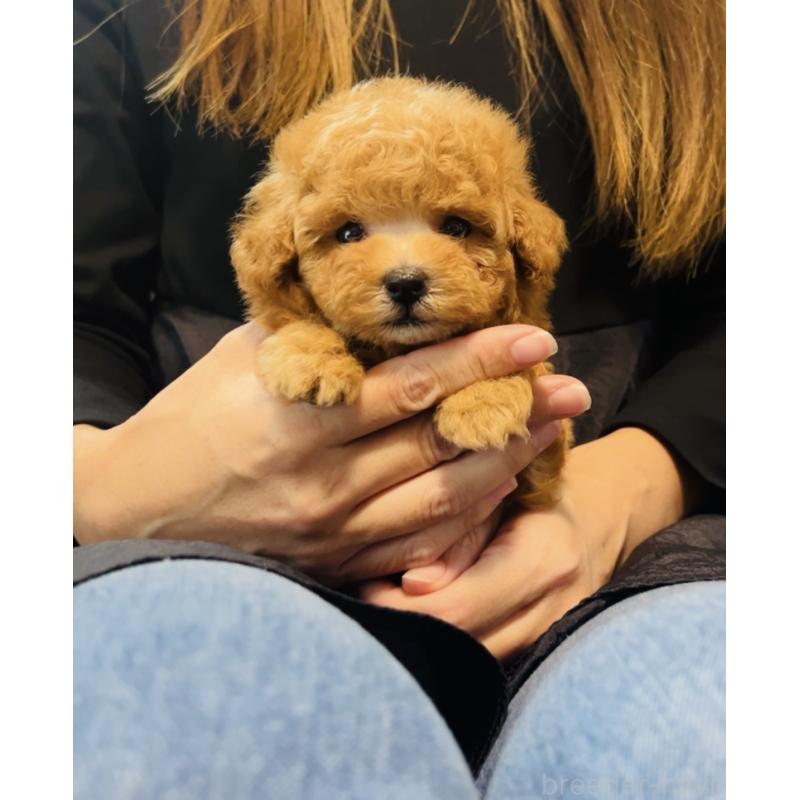 販売中の福岡県のタイニープードル-423791の4枚目