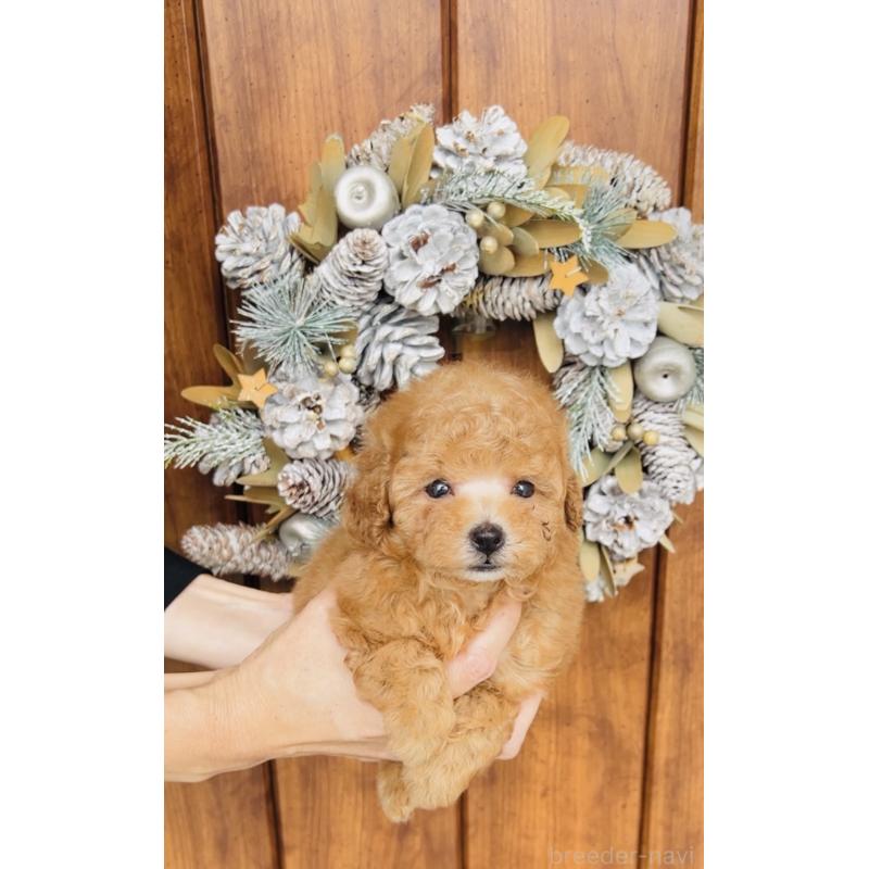 販売中の福岡県のタイニープードル-423791の3枚目