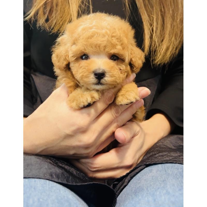 販売中の福岡県のタイニープードル-423791の2枚目