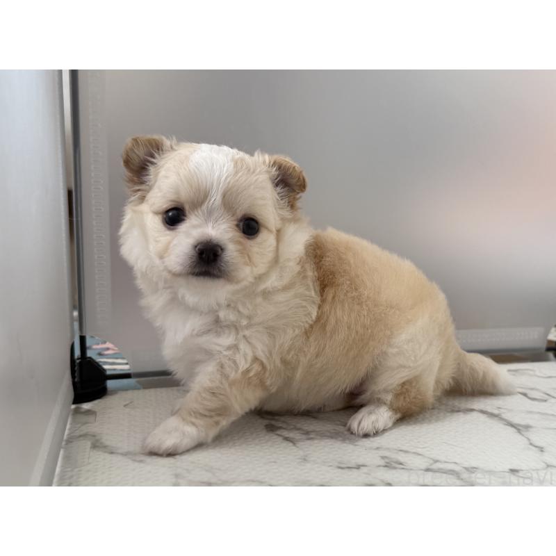 販売中の栃木県のチワワ(ロングコート)-423795の5枚目