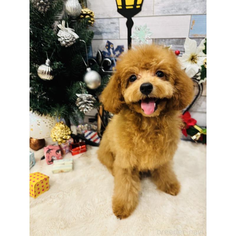 成約済の宮城県のトイプードル-407088の5枚目