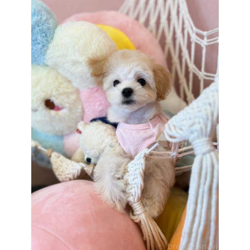 販売中の山形県のマルプー:マルチーズ×トイプードル-415630の2枚目