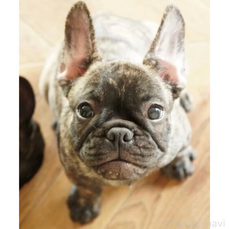 販売中の神奈川県のフレンチブルドッグ-423796の1枚目
