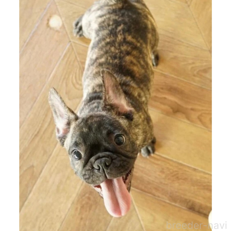販売中の神奈川県のフレンチブルドッグ-423796の6枚目