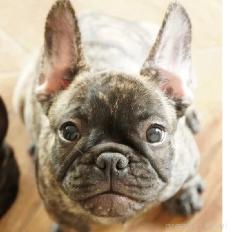販売中の神奈川県のフレンチブルドッグ-423796の5枚目
