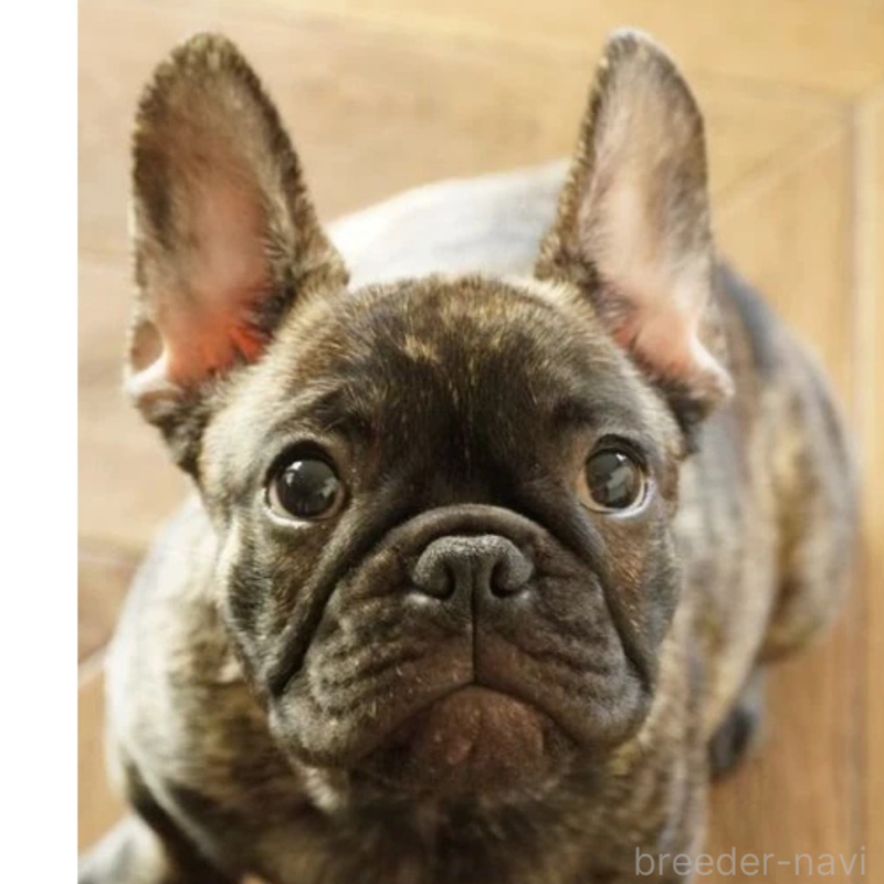 販売中の神奈川県のフレンチブルドッグ-423796の4枚目