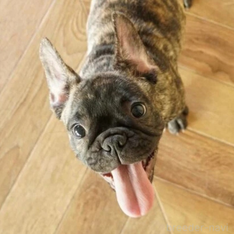 販売中の神奈川県のフレンチブルドッグ-423796の3枚目