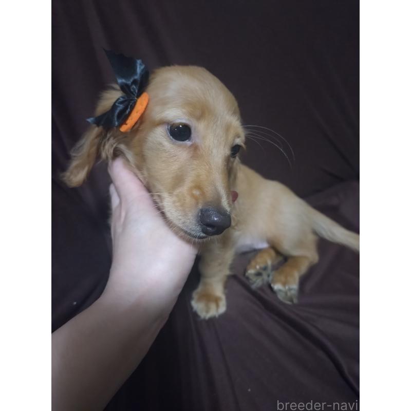 販売中の福岡県のミニチュアダックスフンド(ロングヘアード)-414679の3枚目