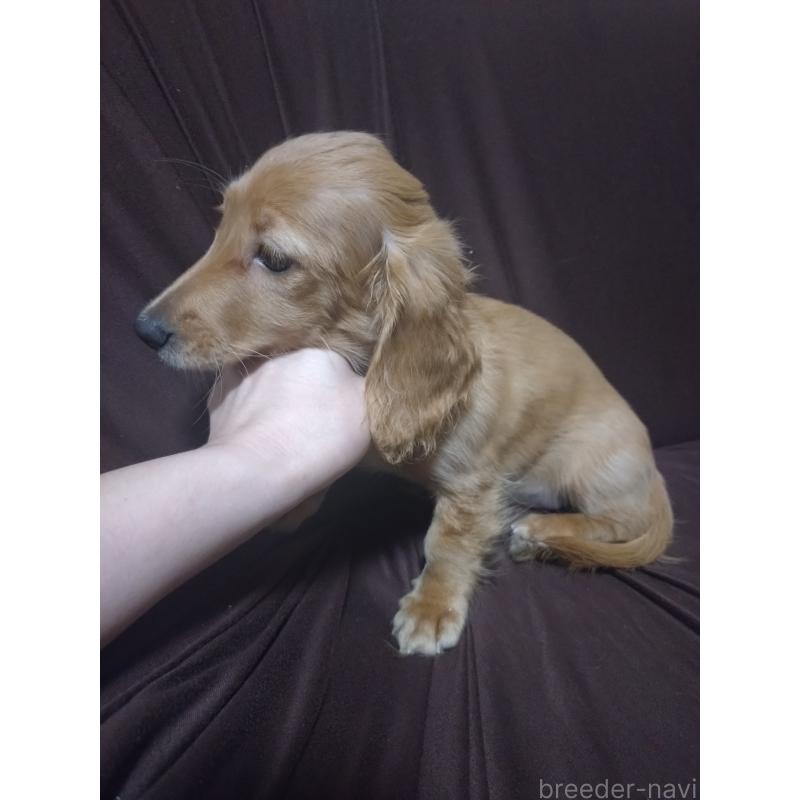 販売中の福岡県のミニチュアダックスフンド(ロングヘアード)-414679の2枚目