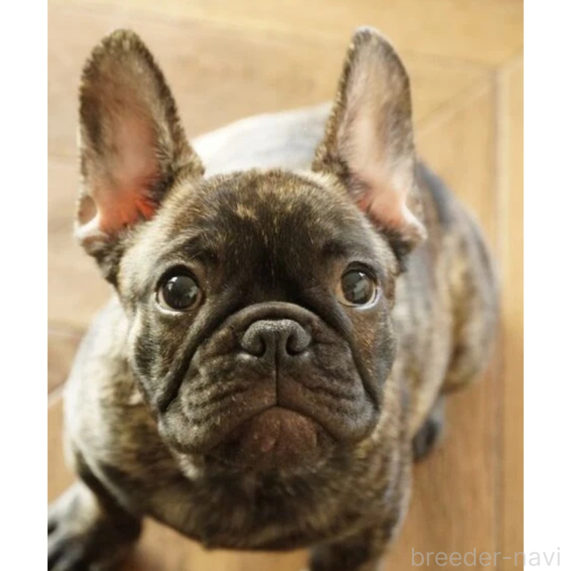 販売中の神奈川県のフレンチブルドッグ-423796の2枚目