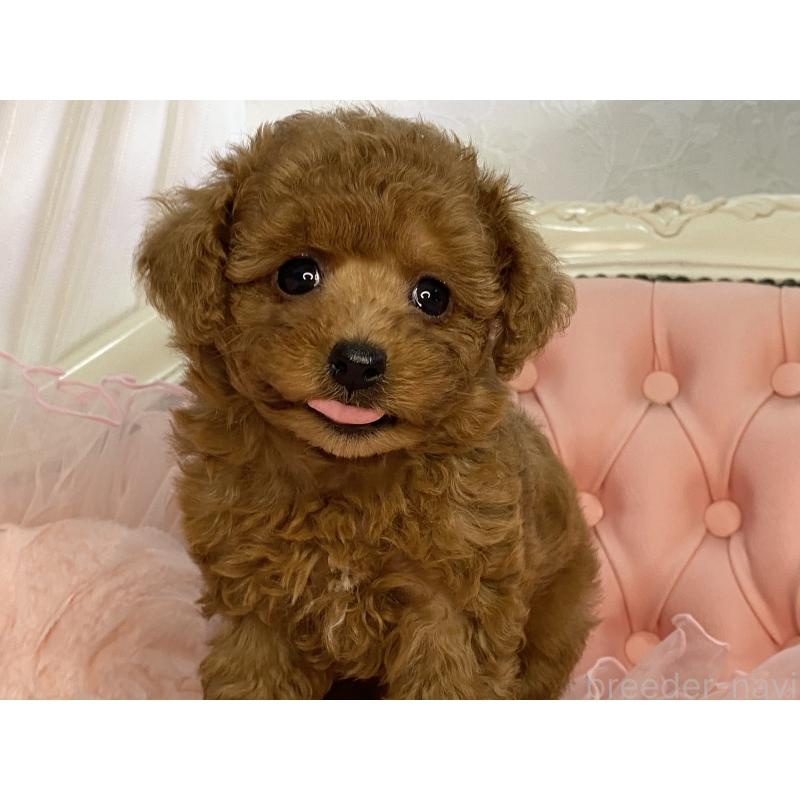 販売中の熊本県のタイニープードル-423797の4枚目