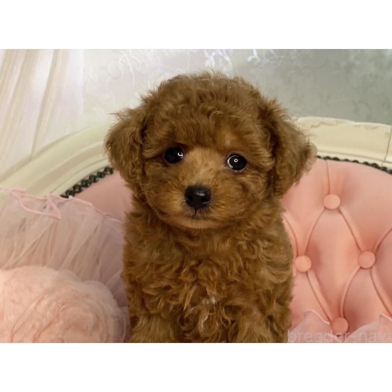 販売中の熊本県のタイニープードル-423797の3枚目