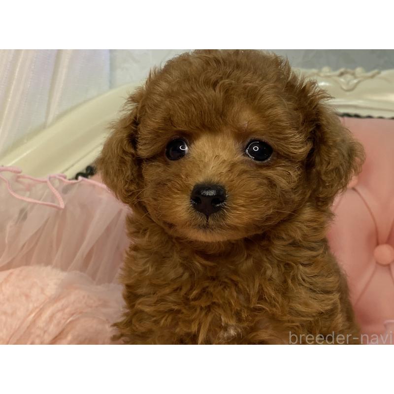 販売中の熊本県のタイニープードル-423797の2枚目