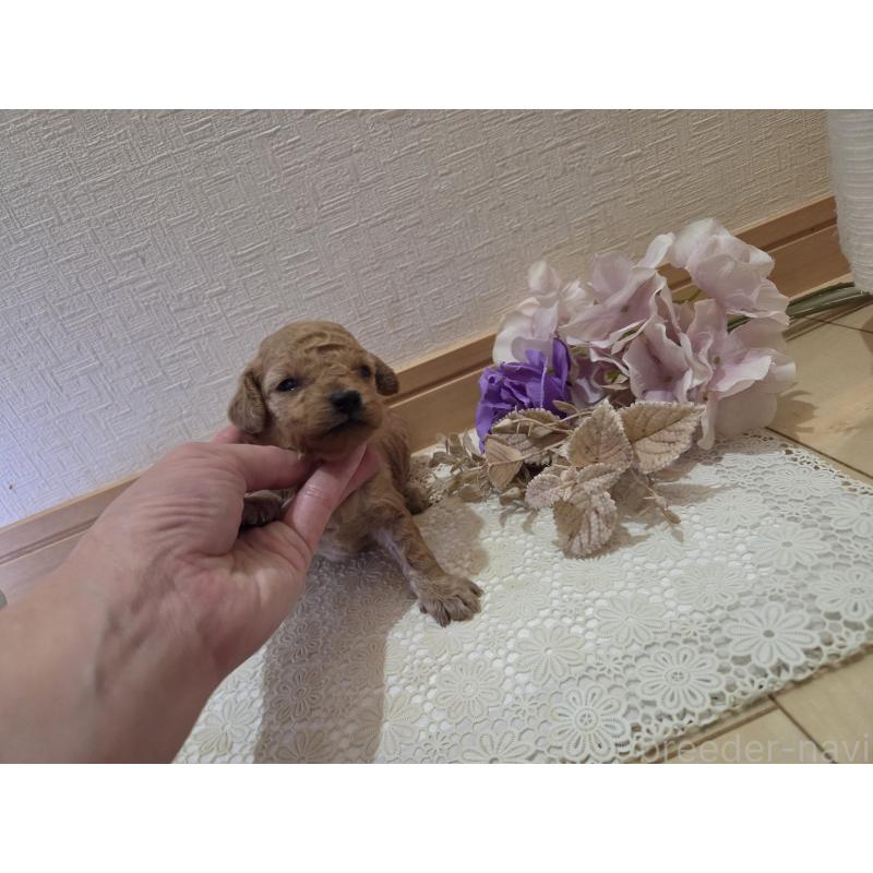 販売中の広島県のタイニープードル-423798の12枚目