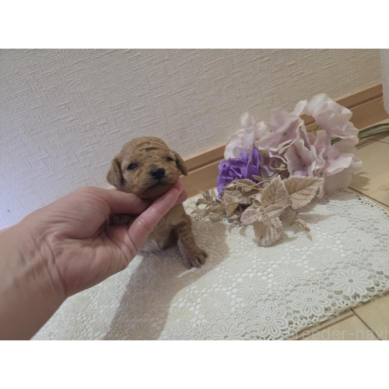 販売中の広島県のタイニープードル-423798の11枚目
