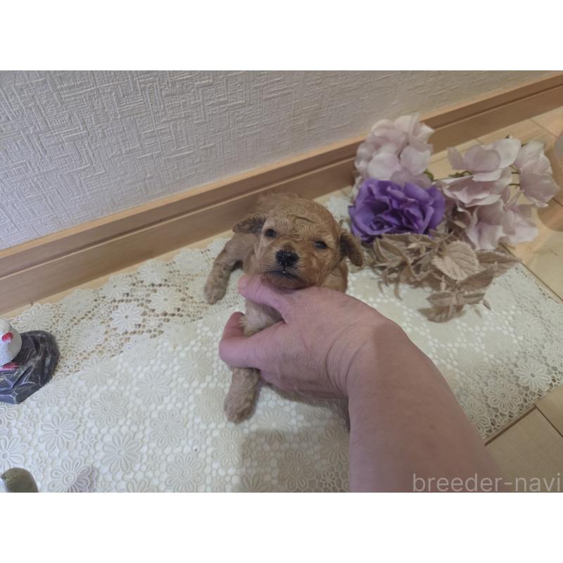 販売中の広島県のタイニープードル-423798の9枚目