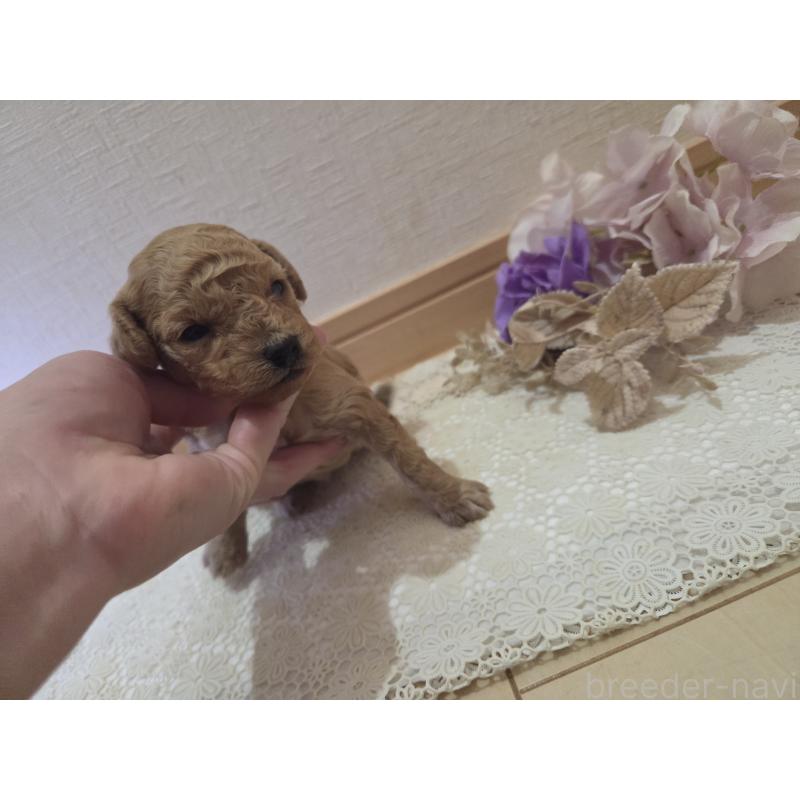 販売中の広島県のタイニープードル-423798の8枚目